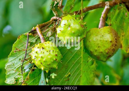 Rosskastanie oder Konkerbaum (aesculus hippocastaneum), Nahaufnahme mehrerer stacheliger Früchte oder Konker, die im Herbst an einem Ast eines Baumes hängen. Stockfoto