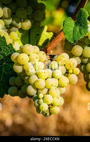 Weiße Trauben auf der Rebe, umgeben von Traubenblättern, fast reife Beeren auf dem Traubenpikel, Stockfoto