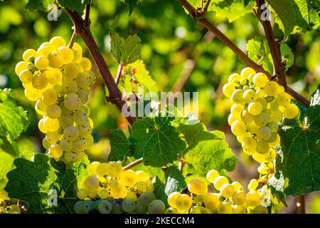 Weiße Trauben auf der Rebe, umgeben von Traubenblättern, fast reife Beeren auf dem Traubenpikel, Stockfoto