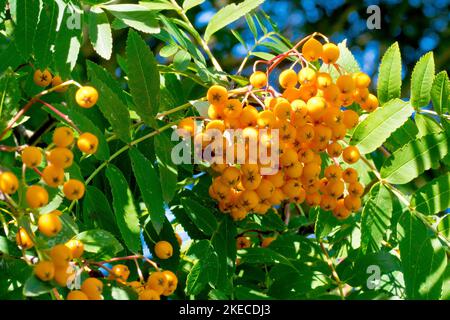 Rowan oder Bergasche (sorbus aucuparia), Nahaufnahme der Beeren, die der Baum im Herbst produziert. Diese sind ungewöhnlich orange, nicht das normale Rot. Stockfoto