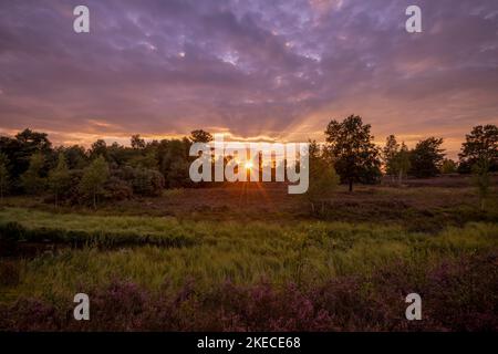 Sonnenuntergang in der Behringer Heide, blühende Besenheide (Calluna vulgaris), Naturschutzgebiet bei Behringen bei Bispingen, Naturpark Lüneburger Heide, Deutschland, Niedersachsen Stockfoto