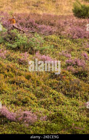 Rehe am Wilseder Berg, blühende Heide Calluna vulgaris) Lüneburger Heide, Niedersachsen, Deutschland, Europa Stockfoto