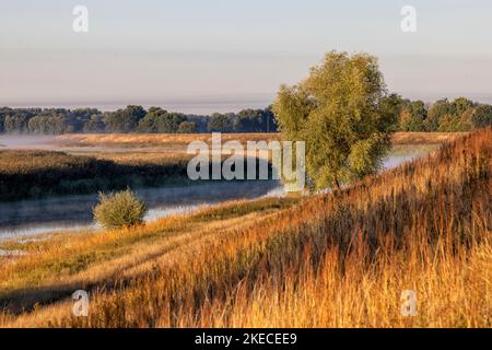 Herbststimmung am Radegaster Haken in der Elbtalaue bei Bleckede Stockfoto