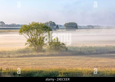 Bodennebel über der Elblandschaft bei Bleckede am frühen Morgen Stockfoto