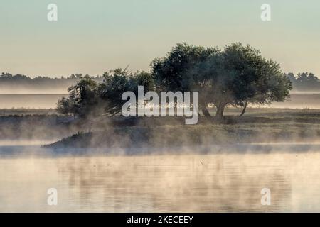 Bodennebel über der Elblandschaft bei Bleckede am frühen Morgen Stockfoto