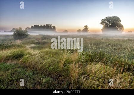 Bodennebel über der Elblandschaft bei Bleckede am frühen Morgen Stockfoto