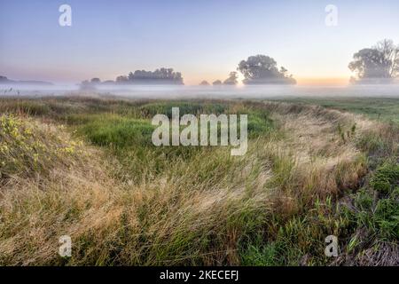 Bodennebel über der Elblandschaft bei Bleckede am frühen Morgen Stockfoto