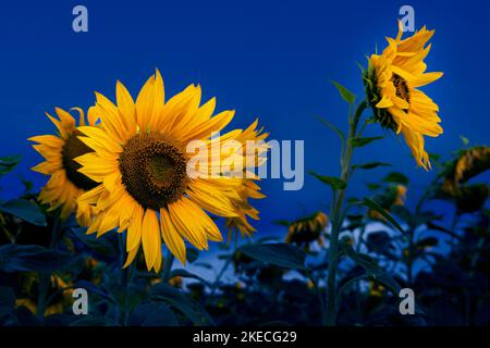 Sonnenblumen leuchten gegen den dunkelblauen Abendhimmel Stockfoto