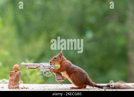 Eichhörnchen, eine Pistole und eine Walnuss Stockfoto
