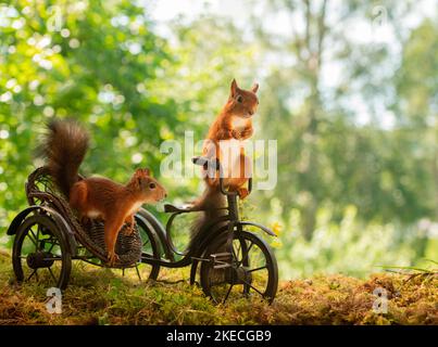 Rote Eichhörnchen auf einem Nebenfahrrad Stockfoto