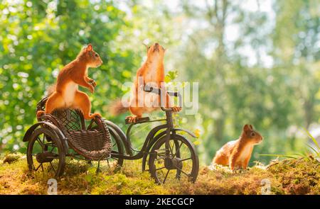 Rote Eichhörnchen auf einem Nebenfahrrad Stockfoto