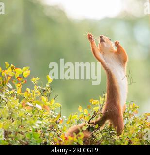 Rotes Eichhörnchen in Büschen versucht, etwas zu erreichen Stockfoto
