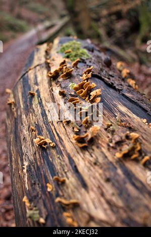 Kleine braune Pilze wachsen an einem Wintertag auf einem Baumstamm neben einem Wanderweg im Binger Wald. Stockfoto