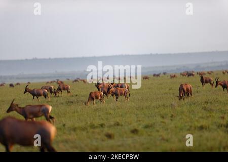 Eine Luftaufnahme der Damaliscus lunatus jimela Herde im Grasland Stockfoto