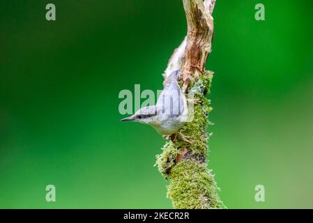 Nuthatch, Sitta europaea, die einen Ast hinunterklettert. Stockfoto