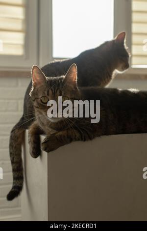 Zwei Katzen sitzen in einem Zimmer in einer Wohnung zusammen Stockfoto