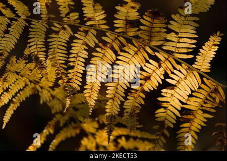 Herbstgelb gefiederte Farnblätter im Hintergrund, Frankreich, Region Grand Est, Vogesen, regionaler Naturpark Ballons des Vosges Stockfoto