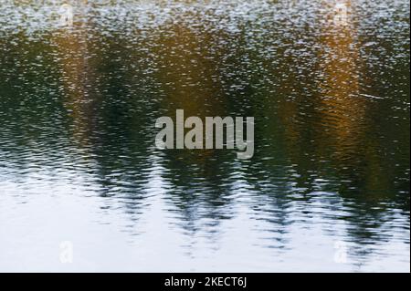 Bäume spiegeln sich im See wider, Herbststimmung auf dem Tourbière de Lispach in der Nähe von La Bresse, Frankreich, Region Grand Est, Vogesen, regionaler Naturpark Ballons des Vosges Stockfoto