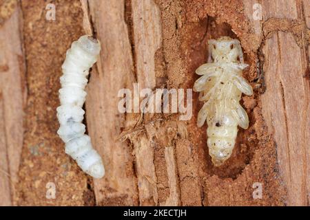 Larven und Puppen des Käfer aus der Familie Cerambycidae (Langhornkäfer). Stockfoto