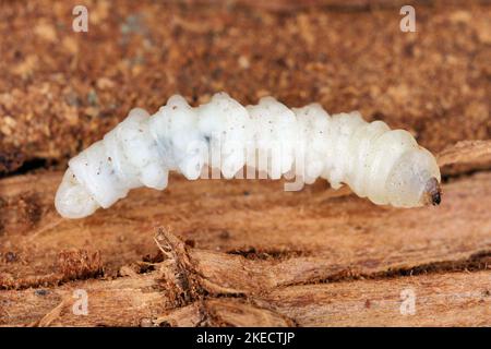 Larve des Käfer aus der Familie Cerambycidae (Langhornkäfer). Stockfoto