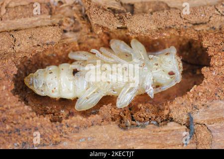 Puppen des Käfers aus der Familie der Cerambycidae (Langhornkäfer). Stockfoto