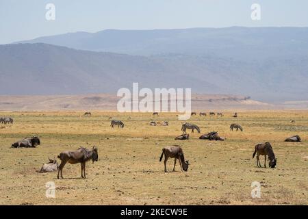 Eine Herde von Gnus mit einigen Zebras und thomson-Gazellen im Ngorongoro-Krater in Tansania, an einem trüben Tag. Stockfoto