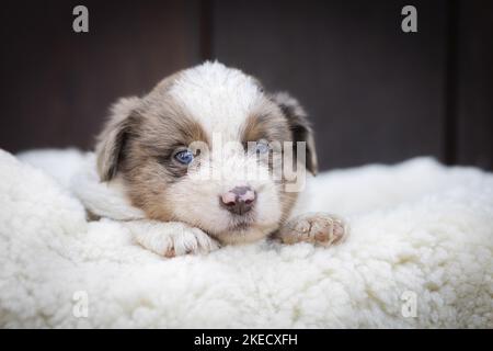 Miniatur Australian Shepherd Puppy auf Schaffell Stockfoto