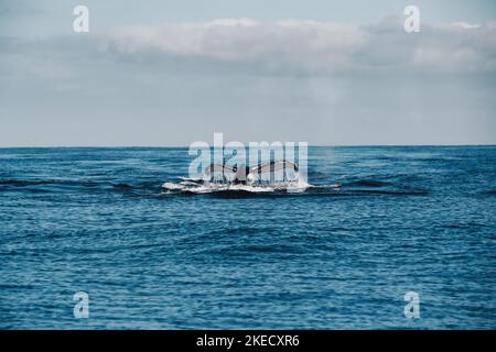 Humback Whale Tail, Mexiko Stockfoto