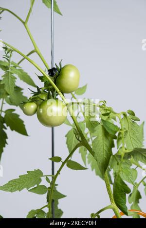 Tomaten aus Samen anbauen, Schritt für Schritt. Schritt 12 - viele grüne Tomaten auf Ästen. Stockfoto