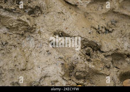 Wildschwein Fußabdruck im Schlamm Stockfoto