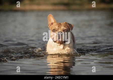 Französische Bulldogge im Wasser Stockfoto