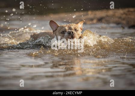 Französische Bulldogge im Wasser Stockfoto