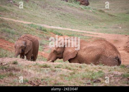 Elefantenweibchen mit ihrem Kalb auf der Wiese. Mutter und Sohn, Tochter, grün, einsam, keine Menschen, Liebe, Schutz, Verwandtschaft Stockfoto