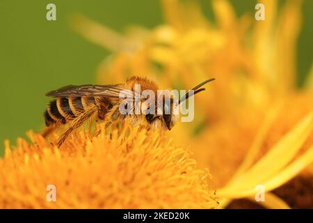 Eine Makroaufnahme einer männlichen Pantaloon-Biene auf einer Blume Stockfoto