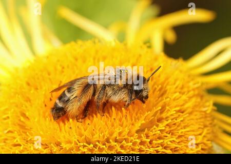 Eine Makroaufnahme einer männlichen Pantaloon-Biene auf einer Blume Stockfoto
