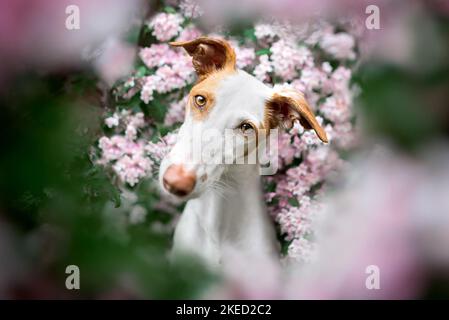 Podenco Ibicenco im Frühling Stockfoto