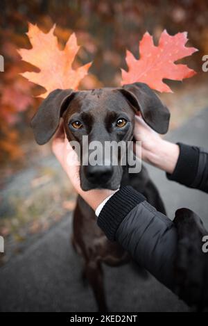 Magyar-Vizsla-Deutsch-Drahthaar-Zeiger Stockfoto