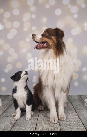 2 Hunde Stockfoto
