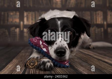 Munsterlander-Breton im Studio Stockfoto