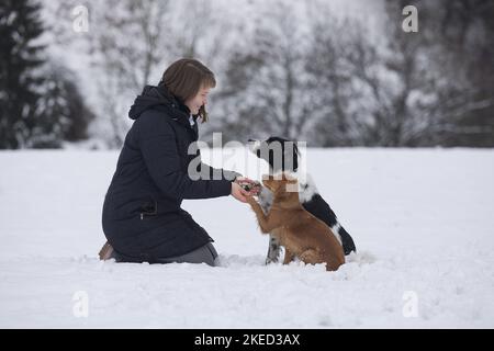 2 Hunde Stockfoto