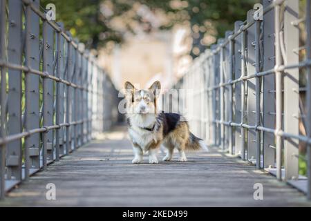 Welsh Corgi Pembroke Stockfoto