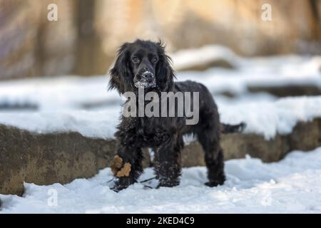 Englisch Cocker Spaniel Welpe im Winter Stockfoto
