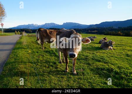 Kühe grasen auf den saftig grünen Almwiesen mit dem landschaftlich reizvollen Attlesee und den bayerischen Alpen im Hintergrund in Nesselwang, Allgäu Stockfoto
