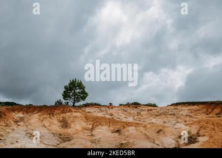 Eine einsame langblättrige Kiefer in einer verlassenen Landschaft gegen den blauen Himmel Stockfoto