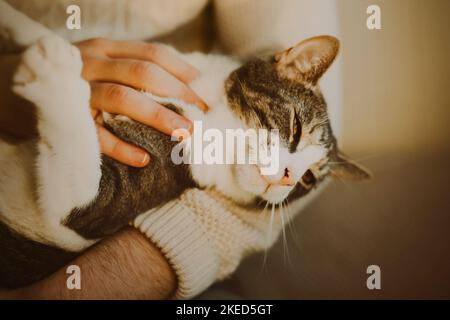 Ein Mann in einem weißen Wollpullover hält eine gestreifte Hauskatze in seinen Armen, die er sanft streichelt. Liebe für ein Haustier. Stockfoto