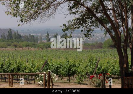 Sommerlandschaft mit Weinreihen mit unscharfem Vordergrund am Abend während der goldenen Stunde in Argentinien Stockfoto