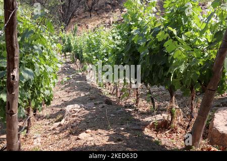 Sommerlandschaft mit Weinreihen mit unscharfem Vordergrund am Abend während der goldenen Stunde in Argentinien Stockfoto