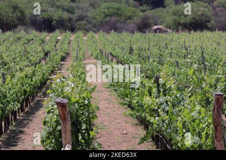 Sommerlandschaft mit Weinreihen mit unscharfem Vordergrund am Abend während der goldenen Stunde in Argentinien Stockfoto