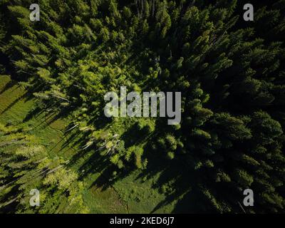 Blick von oben. Spitzen von Kiefern und eine grüne Lichtung. Kiefernwald. Umweltschutz, Klima, Erderwärmung, Waldbrandschutz, Weide, soc Stockfoto