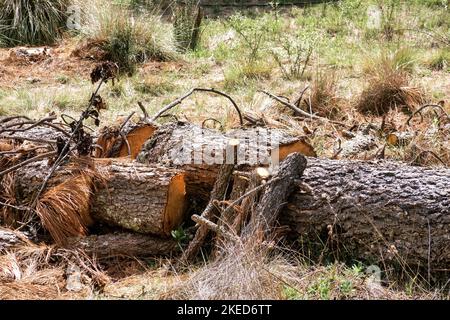 Ein grünes Feld mit geschnittenen Holzstämmen, die auf dem Boden liegen Stockfoto